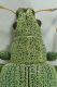 Polydrusus-brevicollis-up-crop-FEI.jpg