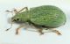 Polydrusus-brevicollis-lat-FEI.jpg