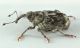 Datonychus-male-lateral-FEI.jpg