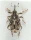 Datonychus-female-up-FEI.jpg