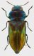 Anthaxia-bicolor_Zaval_m1_Forum.jpg