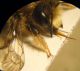 Megachile 004 A.jpg