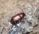 Chrysomelidae-Terkos2.jpg
