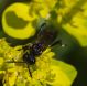 IMGP5225_Sawfly_sm.JPG
