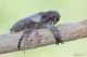 Niphona_picticornis_Labriola_Portici_9810_1000.jpg