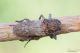 Niphona_picticornis_Labriola_Portici_9813_1000.jpg
