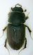 aphodius4 - Copia - Copia (2).jpg