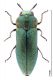M.granulatus medido.jpg