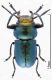 Labidostomis ordei medido.jpg