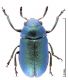 Labidostomis ordei hembra  medido.jpg