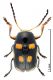Cryptocephalus sp medido.jpg