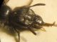 Ch. emarginatum 011 A.jpg