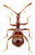 Afropselaphus circassicus  (Besuchet, 1961).jpg