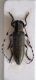 20170506  Agapanthia (Agapanthia) suturalis Sortino.jpg