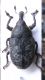 3. Cyprus,8mm.JPG