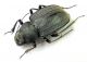 Platyesia sericata 02.jpg
