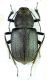 Platyesia sericata 01.jpg