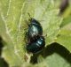 Chrysomelidae1.JPG