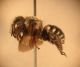 Megachilidae.JPG