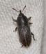 Curculionidae Ev3.jpg