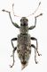 Curculionidae Ev5.jpg