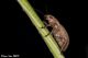 Coleoptera2.jpg