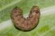 Peridroma_saucia_Boscotrecase_Labriola_9770_1000.jpg