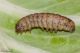 Peridroma_saucia_Boscotrecase_Labriola_9776_1000.jpg