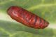Peridroma_saucia_Boscotrecase_Labriola_8857_1000.jpg