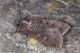 Peridroma_saucia_Boscotrecase_Labriola_9889_1000.jpg