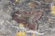 Peridroma_saucia_Boscotrecase_Labriola_9895_1000.jpg