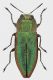 Anthaxia_senicula_Maccarese_3-05-2017_8mm_grey.jpg