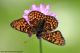 Melitaea sp (1).jpg