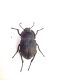 20170518 Alphasida (Glabrasida) grossa sicula Catania Zona Industriale.JPG