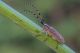 Agapanthia_1024.jpg
