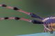 Agapanthia_antenne.jpg