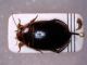 Dytiscidae sp..jpg