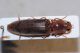 Athous 2cm orizz1.JPG