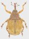 curco_Manziana_20-V-2017_3-3,7mm_grey.jpg