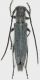 Opsilia_molybdaena_Polino_M_La_Pelosa_1350m_24-V-2017_7,7mm_grey.jpg