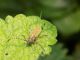 Cerambycidae.jpg