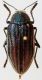 Julodis Crete - Kopie.JPG