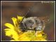Eucera IMG_3061.JPG
