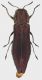 Agrilus_sinuatus_Tolfa_14-IV_2-VI-2017_8,7mm_grey.jpg