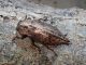 San_Gregorio_04-06-2017_TG4_016.JPG