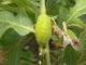 Favonius_Neozephyrus_quercus_larva.jpg