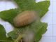 Favonius_Neozephyrus_quercus_larva_matura.jpg