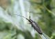 Cerambycidae3.JPG