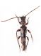 Molorchus3.jpg