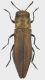 Agrilus_Tolfa_7-VI-2017_5,7mm.jpg